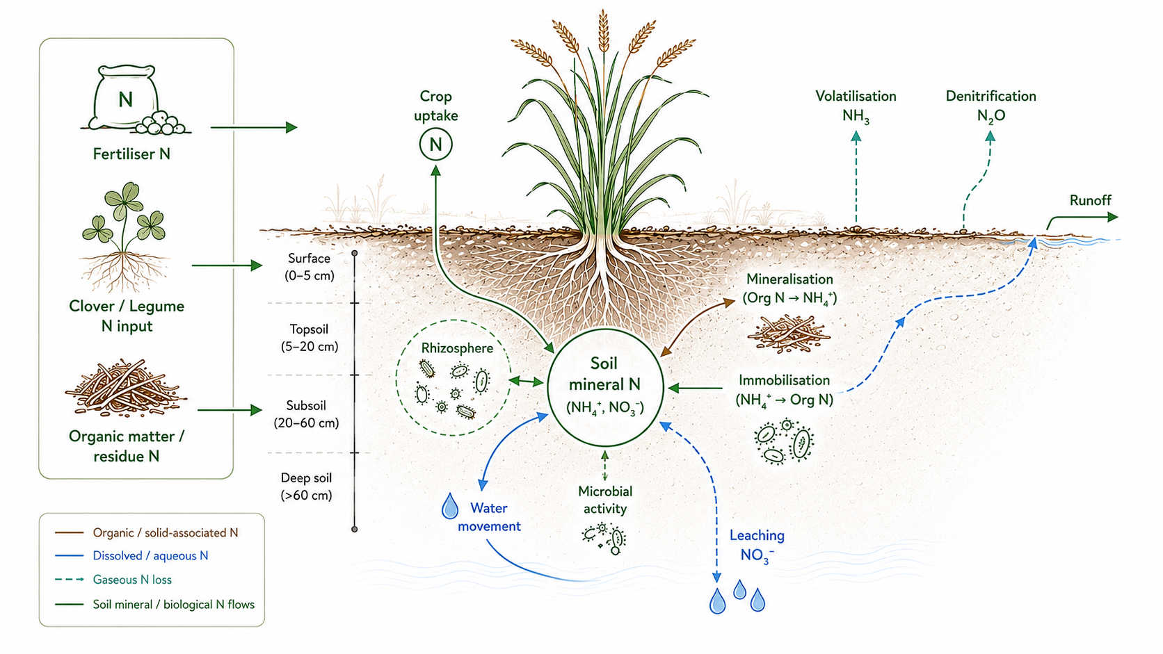 Diagram of soil nitrogen dynamics: fertiliser, legume and organic matter inputs, crop uptake, microbial activity, mineralisation, immobilisation, volatilisation, denitrification, runoff and leaching