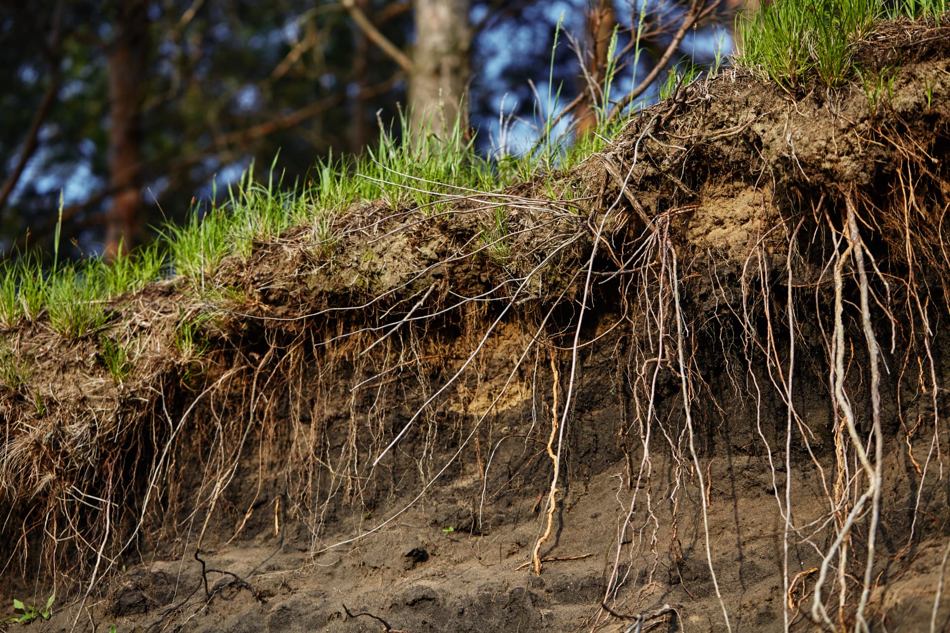 Exposed soil profile showing dense root networks reaching into dark earth.