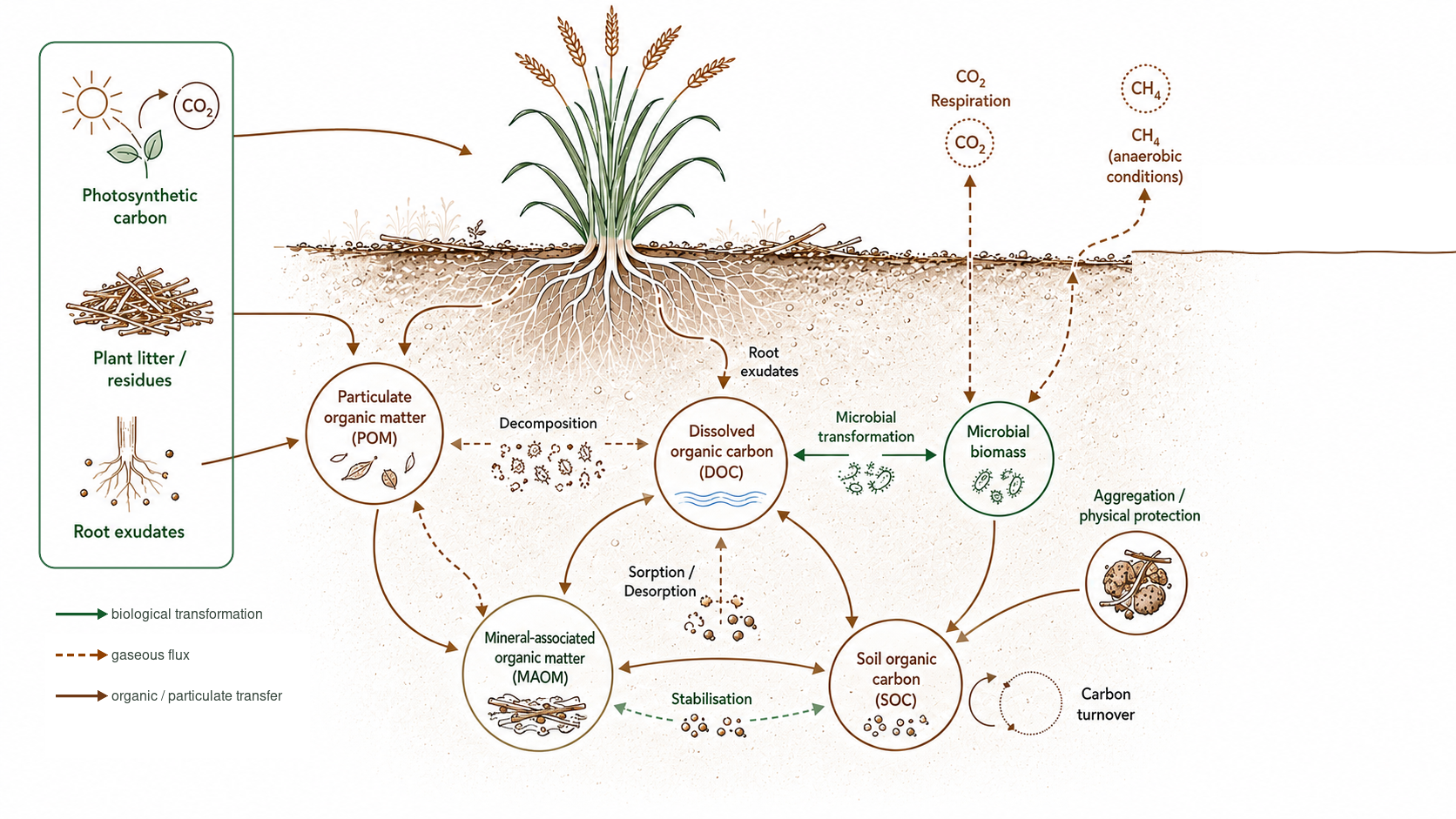 Diagram of soil carbon dynamics: photosynthetic carbon, plant litter and root exudates feeding particulate organic matter, dissolved organic carbon, microbial biomass, mineral-associated organic matter and soil organic carbon, with gaseous and dissolved carbon losses