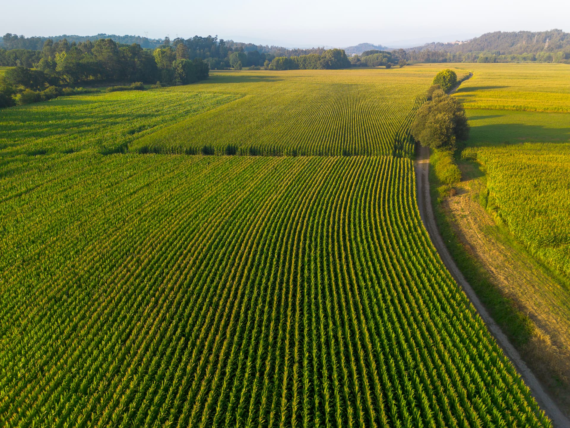 Aerial view of a vibrant green corn crop with neat rows stretching toward the horizon.