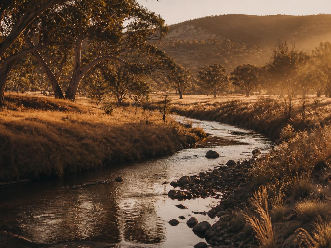 Creek winding through Australian grassland with eucalyptus trees at golden hour