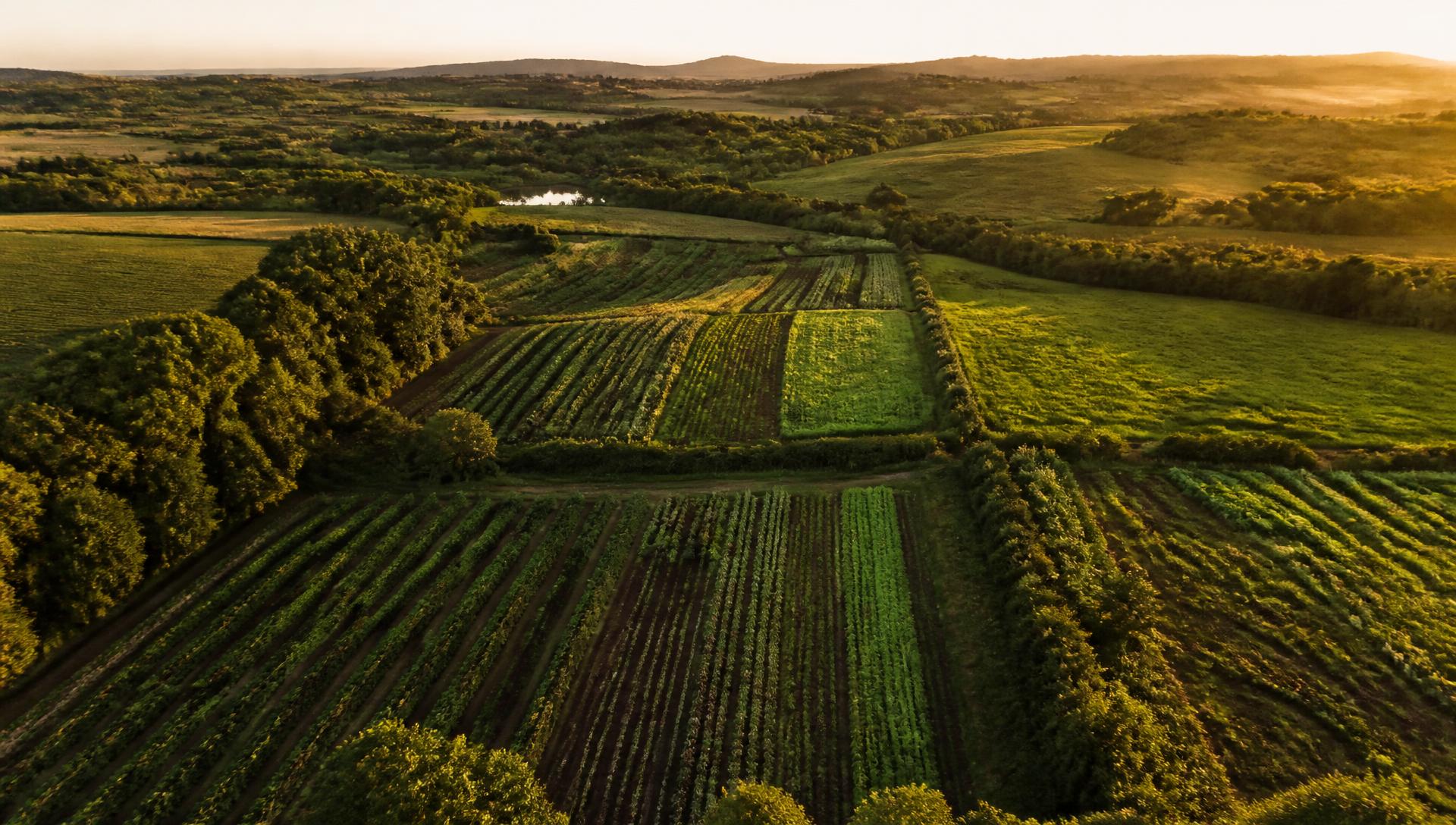Aerial view of farmland at dawn